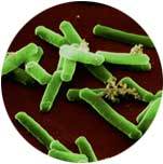 history of the bacteria called tetanus