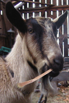 goat tetanus